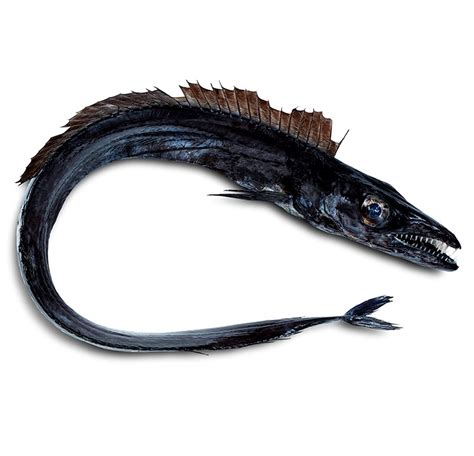 black scabbard fish|Black scabbardfish — “Peixe Espada” .